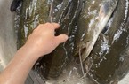 Đây là loài cá cực ngon nuôi lồng ở hồ chứa nước tại TT-Huế, 4 hộ nuôi thí điểm thì cả 4 đều lãi