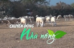 Chuyển động Nhà nông 12/3: Tăng hiệu quả kinh tế từ mô hình chăn nuôi cừu ở Ninh Thuận