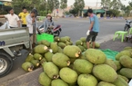Giá mít Thái hôm nay 13/3: Giá mít tăng nhẹ, đạt mức 44.000 đồng/kg, nhiều nơi muốn trồng thêm mít Thái