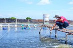 CLB Nông dân tỷ phú ở Thạnh Phú của Bến Tre tạo việc làm cho hàng trăm lao động với thu nhập 80-100 triệu/người/năm