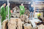 Kiểm tra, tạm giữ nhiều tấn gỗ quý tại Sìn Hồ (Lai Châu) sau phản ánh của Dân Việt