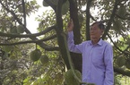 Trồng sầu riêng "bắt" ra quả trái vụ, một ông nông dân Tây Ninh phát tài