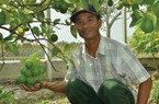 Cho 2 cây này chung vườn ở Tây Ninh, không thấy "cãi nhau", đã thế còn thi đua ra quả "vô tội vạ"