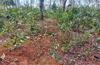 Vụ hơn 1.000 cây cà phê ở Gia Lai bị chặt phá, nghi do tranh chấp đất đai