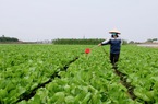 Nhân rộng vùng canh tác chuẩn VietGAP ở Thủ đô: Vẫn còn không ít việc phải làm