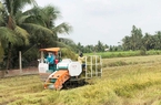 Thứ rác này xưa dân vứt đầy đồng ở Vĩnh Long nay hóa ra lại có giá, cứ gom bao nhiêu là bán hết sạch