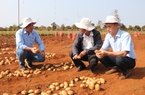 "Bắt tay" trồng khoai tây với Syngenta và Pepsico, nông dân thu lãi cả trăm triệu đồng/ha