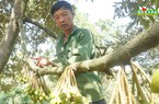 Cây sầu riêng ví như cây làm giàu, vì sao nói có nông dân Đắk Nông đang 'quay cuồng" với cây tiền tỷ này?