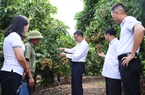 Nông dân năng động, sáng tạo trong phát triển kinh tế