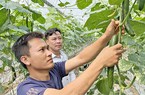 Cánh đồng "3 không" là gì mà lần đầu tiên một xã của tỉnh Hải Dương quyết làm bằng được?