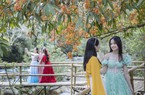 Hoa Vô Ưu mùa nở rộ