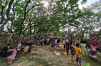 Quảng Nam: Lễ hội “Tam Kỳ - Mùa hoa sưa” năm 2023 diễn ra trong 3 tuần 