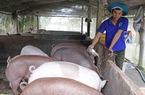 Nông dân nghèo Sóc Trăng có thu nhập tốt hơn nhờ vay vốn ưu đãi đầu tư nuôi bò, nuôi heo