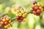 Giá cà phê tiếp tục giảm, mối lo thiếu hụt nguồn cung đã dịu bớt