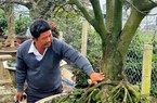 Một nông dân Bình Định trồng mai xuân thu tiền tỷ, đo gốc mai ai cũng bất ngờ