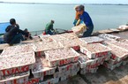 Dân Hà Tĩnh cứ ra biển giăng lưới là trúng một loài cá giàu đạm, thơm ngon, mà toàn con to