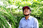 Một anh nông dân Tiền Giang cho cây thanh long "chung chạ" với cây gấc, không bất hòa mà cây nào cũng ra trái bự