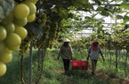 UBND tỉnh Nghệ An-Hội Nông dân tỉnh sơ kết công tác phối hợp: Hỗ trợ nông dân làm giàu từ nông nghiệp