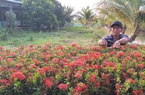 Hàng rào nông thôn mới trồng bông trang nở hoa rực rỡ đẹp "phát hờn" của một chi hội trưởng nông dân ở Cà Mau