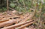 Video: Hiện trường gỗ cổ thụ bị "xẻ thịt" ngay trong rừng phòng hộ Bình Định