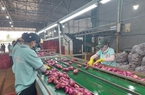 Loại củ ngon ở Đắk Lắk xuất khẩu chính ngạch sang Trung Quốc, nhưng vì sao trồng vẫn bấp bênh?