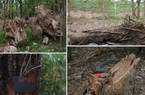 106 cây xanh được "giải cứu" khi thi công dự án Nhổn - Ga - Hà Nội đã chết gần hết