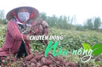 Chuyển động Nhà nông 23/3: Nông dân Đồng Tháp Mười trúng mùa khoai mỡ