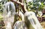 Giá mít Thái hôm nay 23/3: Cao nhất là 44.000 đồng/kg, cây mít Thái vàng lá, còi cọc khắc phục thế nào?