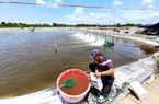 Nuôi cá đặc sản thơm ngon nức tiếng ở mé sông Xoài Rạp, anh nông dân Sài Gòn thu 7 tỷ/vụ