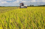 Ngân hàng Nhà nước chỉ đạo đẩy mạnh cho vay thu mua lúa, gạo
