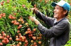 Một huyện của tỉnh Hải Dương gửi 1.000 lá thư mời các doanh nghiệp đến mua một thứ trái cây đặc sản