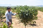 Cho cây ra trái "nữ hoàng quả khô" chung vườn với cà phê, nông dân Kon Tum "ăn chắc mặc bền"