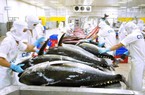Xuất khẩu cá ngừ sang thị trường nhỏ bất ngờ tăng vọt