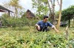 Chuyển đổi cơ cấu cây trồng giúp giảm nghèo ở huyện miền núi Đông Giang của Quảng Nam