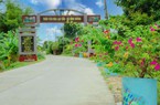Đẹp "phát hờn" con đường hoa ở Bình Dương của Quảng Nam, những chum hoa giấy xếp thành hàng