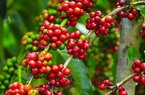 Giá cà phê hai sàn tiếp tục tăng mạnh, cà phê nội sắp chạm mốc 49.000 đồng/kg