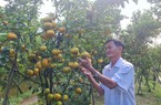 Cấp và quản lý mã số vùng trồng: Phân cấp mạnh cho cơ sở