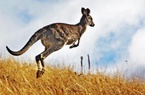 Australia cho phép thợ săn giết hàng triệu con kangaroo hàng năm