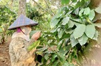 Nông dân 25 năm trồng cà phê tiết lộ bí quyết bón phân cây xanh tốt, quả chi chít lại chắc hạt