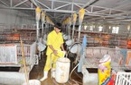 Giá lợn hơi giảm sâu, nhiều người đành “treo” chuồng, chuyên gia dự báo bao giờ tăng trở lại?