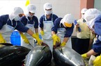 Hàn Quốc tiêu thụ cá ngừ Việt Nam nhiều nhất