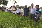 "Rót" 12.000 tỷ đồng trồng 1 triệu hecta lúa chất lượng cao 