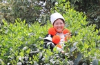 Hà Giang: Bảo hộ quyền sở hữu trí tuệ các đặc sản địa phương, tăng sức cạnh tranh cho nông sản
