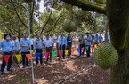 Đổ xô trồng sầu riêng, cảnh báo vết xe đổ, điệp khúc trồng-chặt