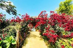 "Phát hờn" với hoa cúc cổ Sơn La, hai bên lối đi đỏ rực màu hoa quý, dân chơi đang săn lùng