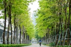 Quy định mới về quản lý cây xanh ở Hà Nội sắp có hiệu lực