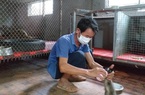 Phú Thọ: Nuôi la liệt cầy hương, cầy mốc, ông nông dân bán 2 triệu đồng/kg, cứ đủ cân là bán hết sạch