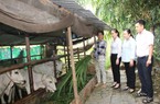 Nông dân An Giang có thu nhập tốt hơn nhờ dùng tiền vay ưu đãi từ Ngân hàng CSXH đầu tư nuôi bò 