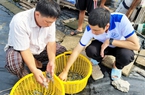 Bàn giải pháp gỡ khó khăn xuất khẩu tôm: Đa dạng hóa sản phẩm, tìm thêm thị trường mới