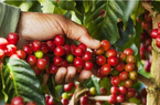 Giá cà phê Arabica kết thúc chuỗi giảm, Robusta vẫn còn tiêu cực